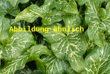 Genaues Foto für Arum italicum 'Pictum' folgt; dieses ähnliche Bild dient der Illustration von Geaderter Garten-Aronstab