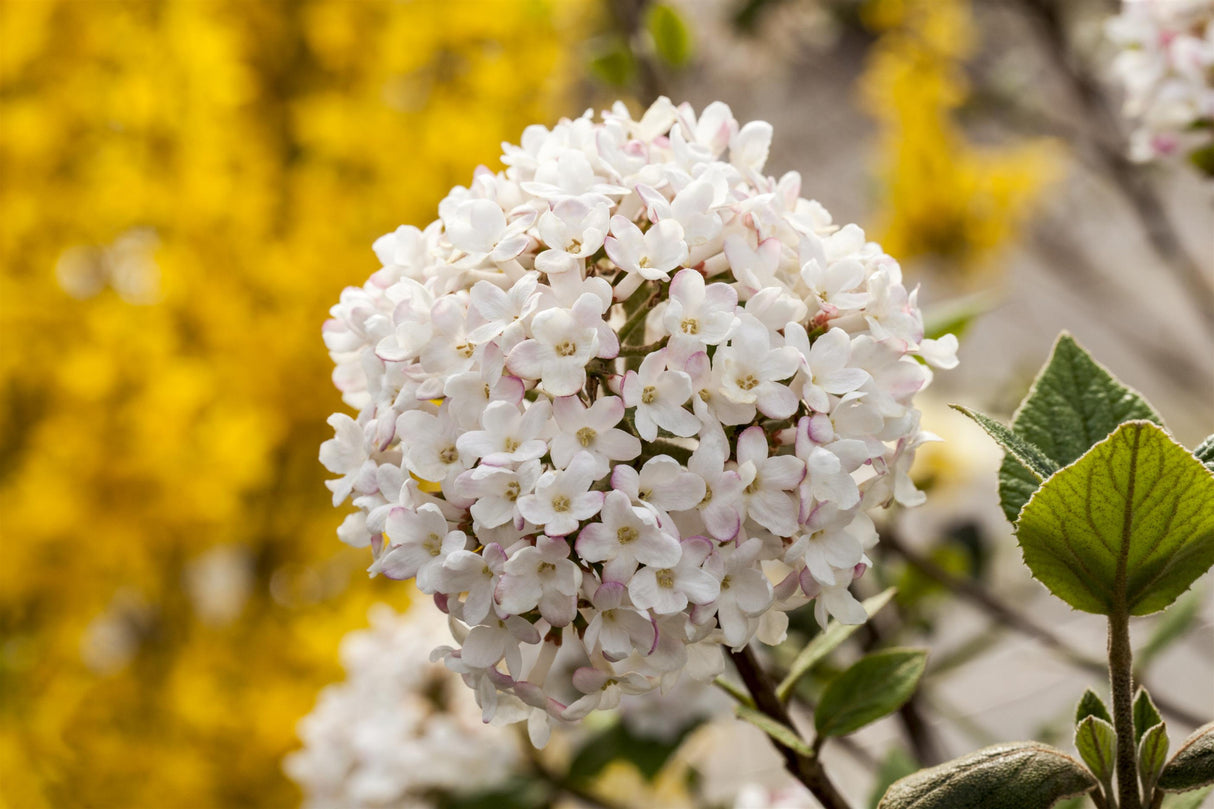 Viburnum carlesii mit Blüte, erhältlich von 40-60 bis 100-125 cm; Einsatz: ;;ab 46,00 Euro