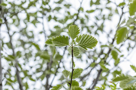 Sorbus intermedia 'Brouwers' mit Sommerbelaubung, erhältlich von 270-330 bis 450-650 cm; Einsatz: ;;ab 311,00 Euro