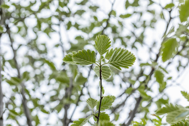 Sorbus intermedia 'Brouwers' mit Sommerbelaubung, erhältlich von 270-330 bis 450-650 cm; Einsatz: ;;ab 311,00 Euro
