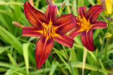 Hemerocallis x cult. 'Crimson Pirate'; hier mit Blüte; lange Blütezeit; Einsatzmöglichkeit z.B. : Beete;;ab 0,00 Euro