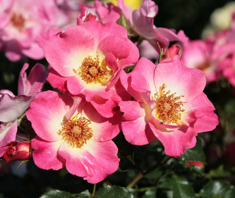 Rosa 'Dolomiti' BT mit Blüte; Einsatz: ;;ab 9,50 Euro