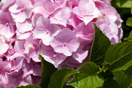 Hydrangea macrophylla 'Rosita' mit Blüte, erhältlich von 40-60 bis 60-80 cm; Einsatz: ;;ab 58,00 Euro