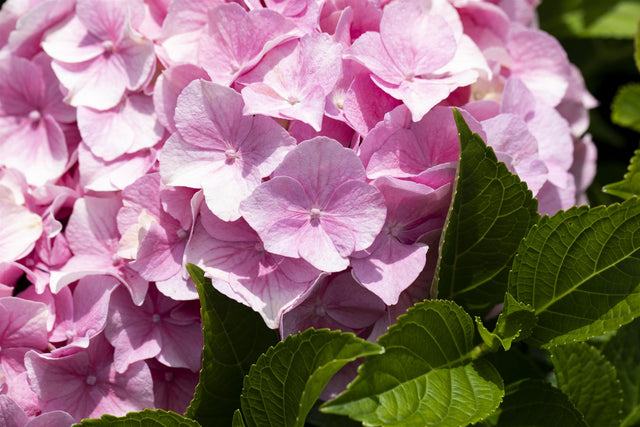 Hydrangea macrophylla 'Rosita' mit Blüte, erhältlich von 40-60 bis 60-80 cm; Einsatz: ;;ab 58,00 Euro