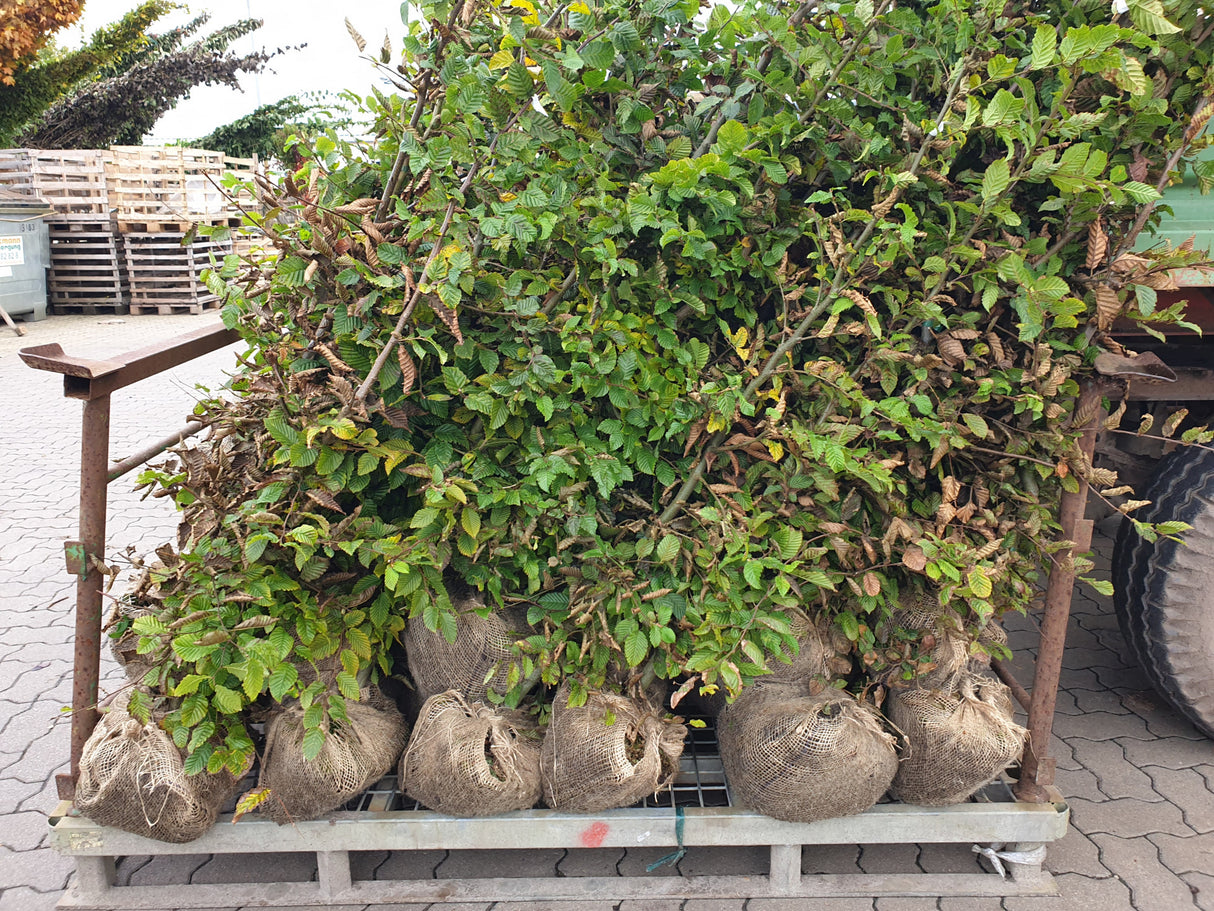 Carpinus betulus mit Ballen; Einsatz: Hecke, winterhart;;mit zeitnaher Lieferung