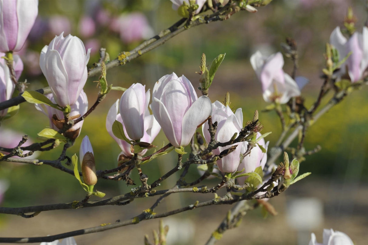 Magnolia soulangiana 'Alexandrina' mit Blüte, erhältlich von 40-60 bis 125-150 cm; Einsatz: ;;ab 42,80 Euro