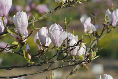 Magnolia soulangiana 'Alexandrina' mit Blüte, erhältlich von 40-60 bis 125-150 cm; Einsatz: ;;ab 42,80 Euro