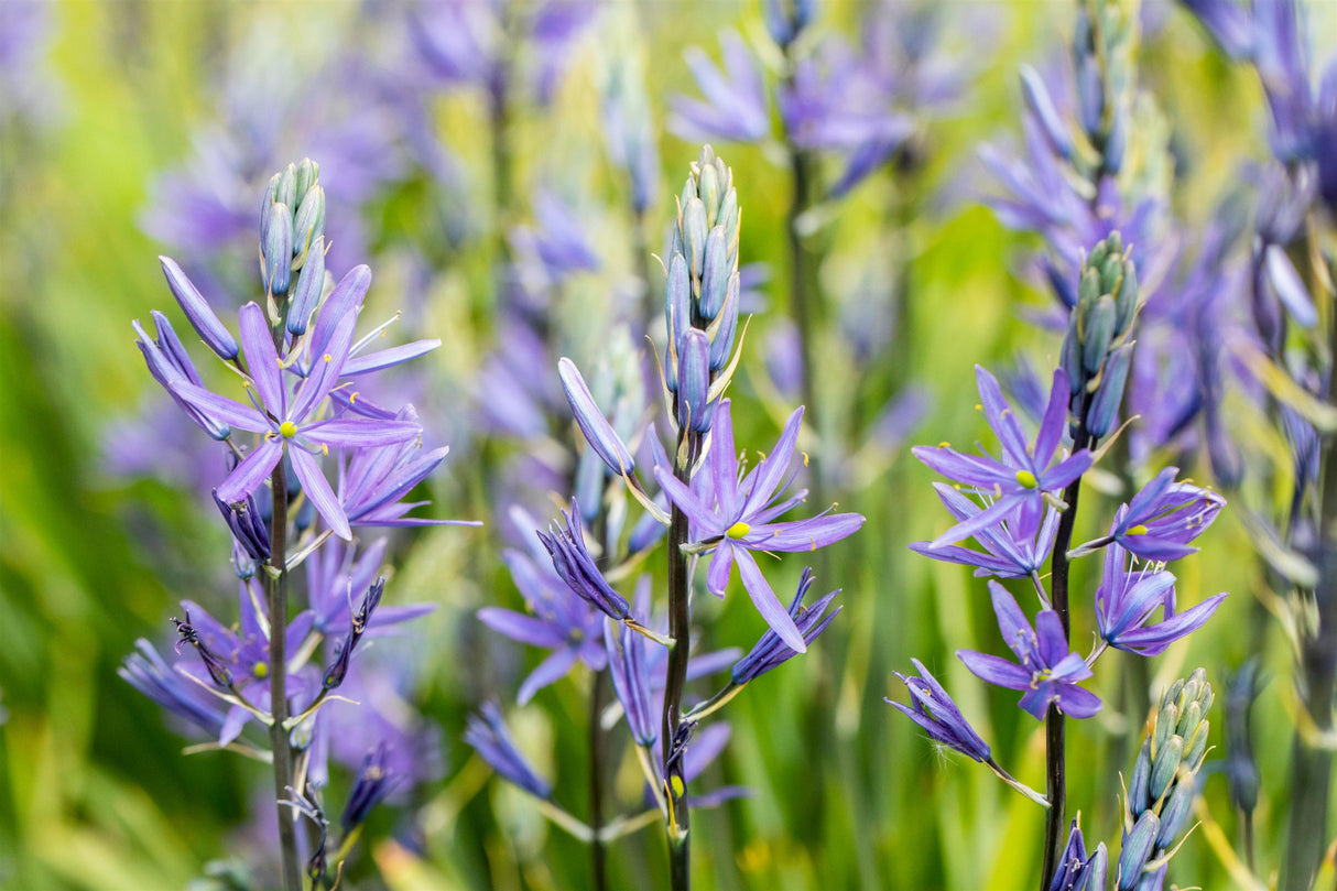 Camassia leichtlinii 'Caerulea' mit Blüte; Einsatz: ;;ab 7,05 Euro