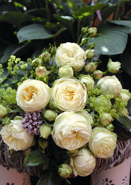 Rosa 'Wedding Piano' TH mit Blüte; Einsatz: ;;ab 10,90 Euro