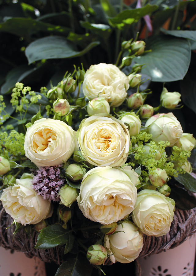 Rosa 'Wedding Piano' TH mit Blüte; Einsatz: ;;ab 10,90 Euro