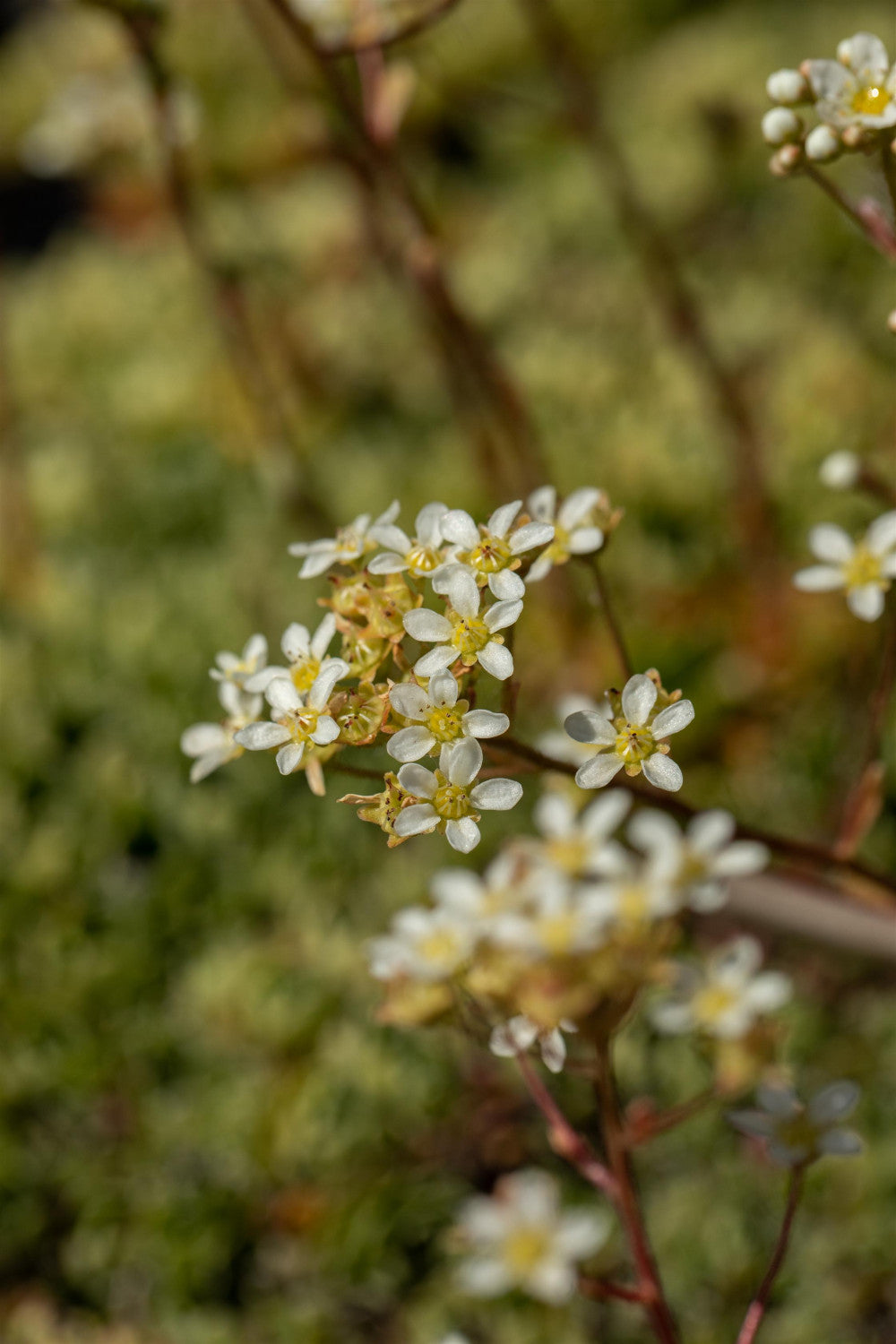 Trauben-Steinbrech mit Blüte; Einsatz: Steingärtenwinterhart;;hier kaufen