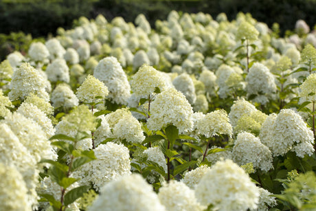 Hortensie paniculata 'Limelight' , erhältlich als: Solitärpflegeleicht;;günstig mit Qualität