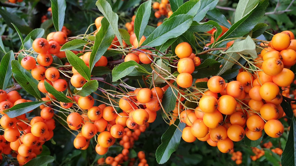 Pyracantha 'Orange Glow' mit Früchten; Einsatz: ;;ab 16,90 Euro