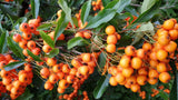 Pyracantha 'Orange Glow' mit Früchten; Einsatz: ;;ab 16,90 Euro