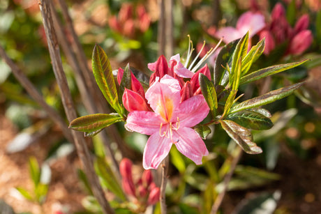 Rhododendron viscosum 'Juniduft' mit Blüte, erhältlich von 30-40 bis 60-70 cm; Einsatz: ;;ab 33,80 Euro