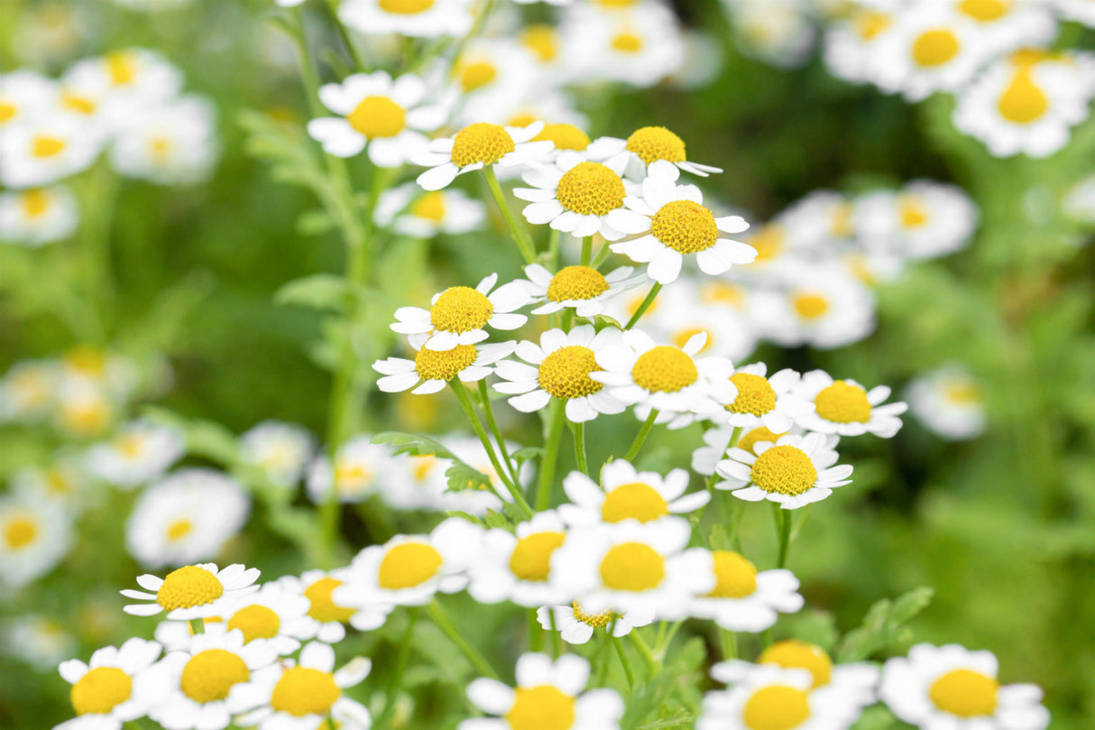 Tanacetum parthenium mit Blüte; Einsatz: , ;;ab 3,71 Euro