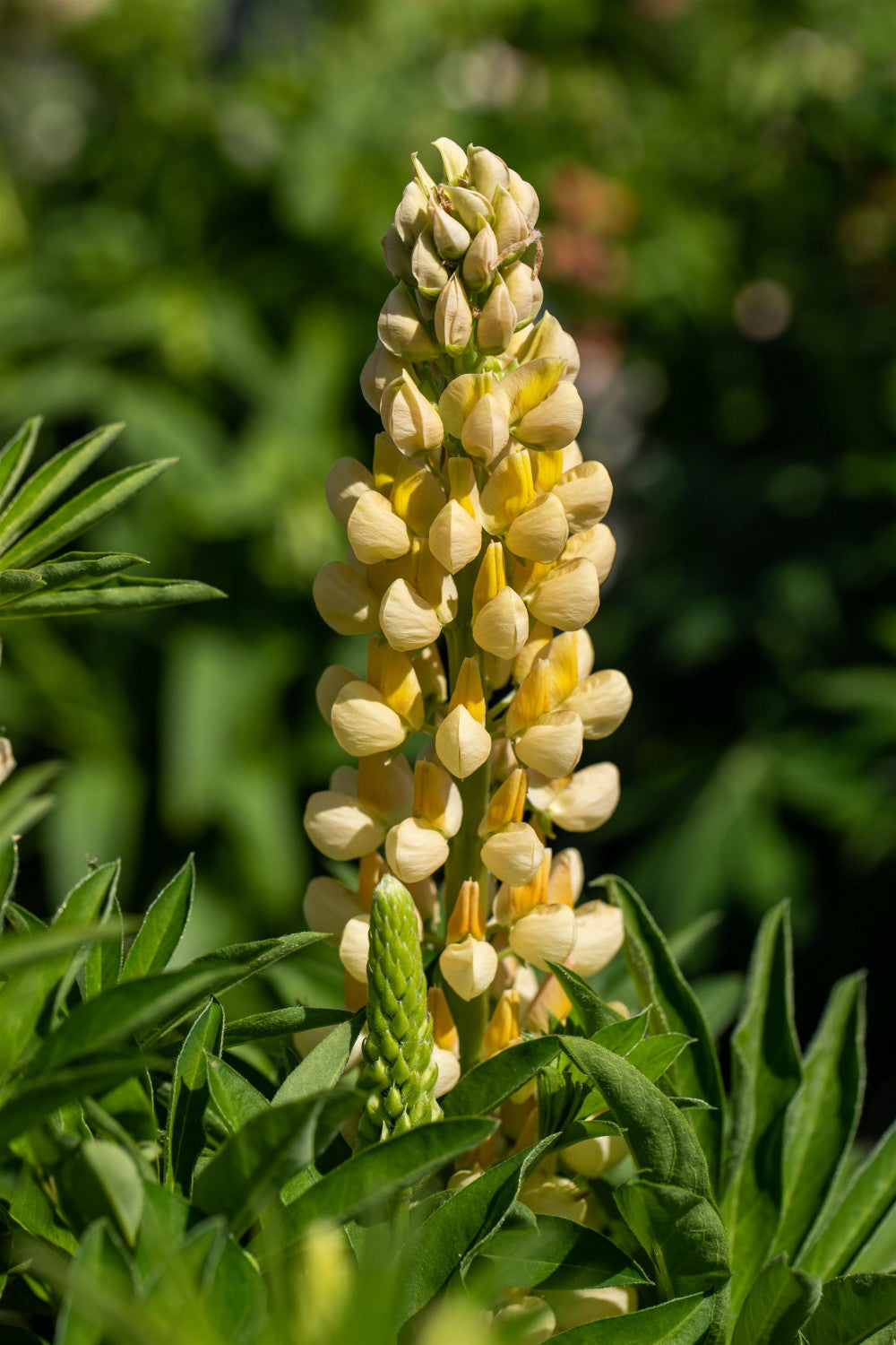 Mehrblättrige Lupine mit Blüte; Einsatz: Naturgarten;;mit zeitnaher Lieferung