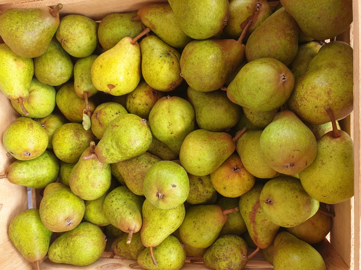 Birne 'Williams Christbirne' mit Früchten, verfügbar in 18 Größen und Varianten; Einsatz: Obstbaum, mittelgroße Früchte;;hier kaufen