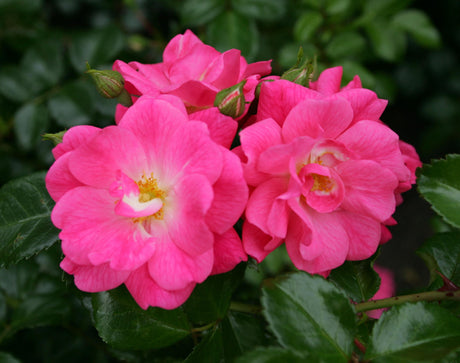 Rosa 'Palmengarten Frankfurt' BDR mit Blüte; Einsatz: ;;ab 8,10 Euro