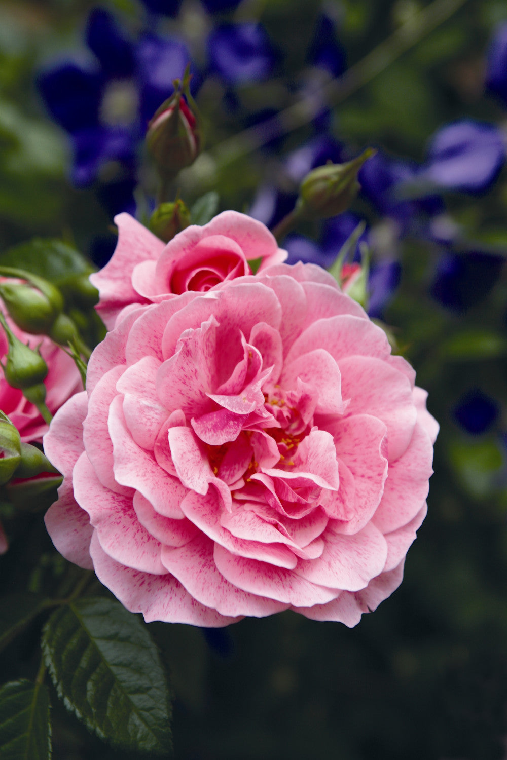 Rosa 'Camelot' KL mit Blüte; Einsatz: ;;ab 10,90 Euro