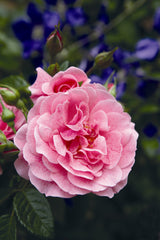 Rosa 'Camelot' KL mit Blüte; Einsatz: ;;ab 10,90 Euro