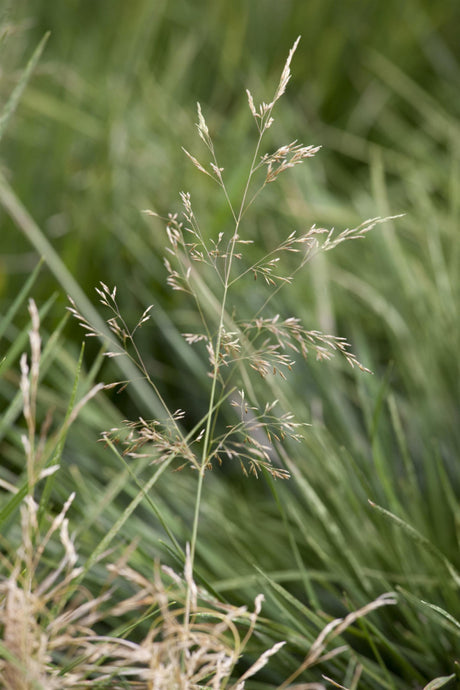 Deschampsia cespitosa 'Goldtau' , ;;ab 4,55 Euro