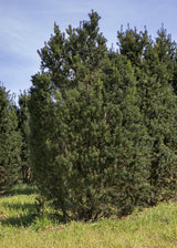 Taxus baccata 'Overeynderi' , erhältlich von 40-50 bis 150-175 cm;;ab 29,60 Euro