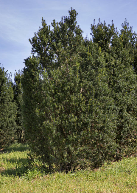 Taxus baccata 'Overeynderi' , erhältlich von 40-50 bis 150-175 cm;;ab 29,60 Euro
