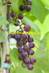 Genaues Foto für Vitis 'Ortega' folgt; dieses ähnliche Bild dient der Illustration von Weintraube 'Ortega'