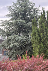 Cedrus atlantica 'Glauca' , erhältlich von 40-60 bis 250-300 cm;;ab 37,40 Euro