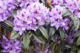 Rhododendron Hybr. 'Blue Peter'; hier mit Blüte; winterhart; Einsatzmöglichkeit z.B. : Garten; verfügbar in 12 Größen und Varianten;;ab 36,00 Euro
