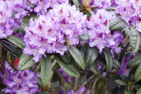 Rhododendron Hybr. 'Blue Peter' mit Blüte, erhältlich von 25-30 bis 90-100 cm; Einsatz: ;;ab 25,90 Euro