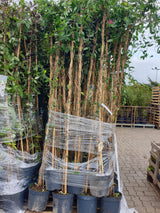 Wald-Geißschlinge; vorbereitet für Versand; anspruchslos; Einsatzmöglichkeit z.B. : Bienenweide; erhältlich von 100-150 bis 150-200 cm;;hier kaufen