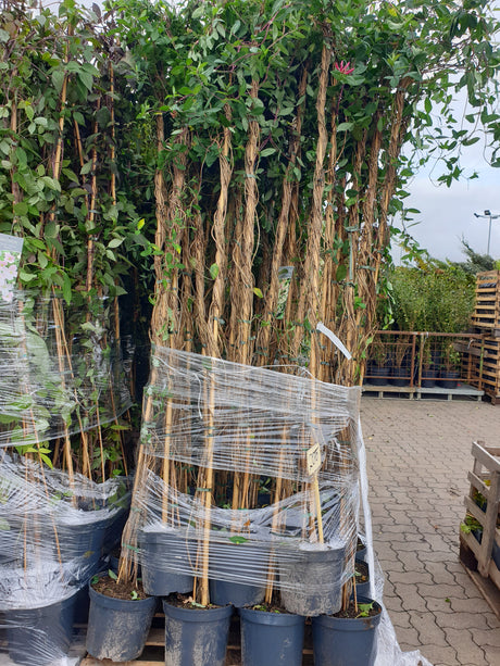 Wald-Geißschlinge; vorbereitet für Versand; anspruchslos; Einsatzmöglichkeit z.B. : Bienenweide; erhältlich von 100-150 bis 150-200 cm;;hier kaufen