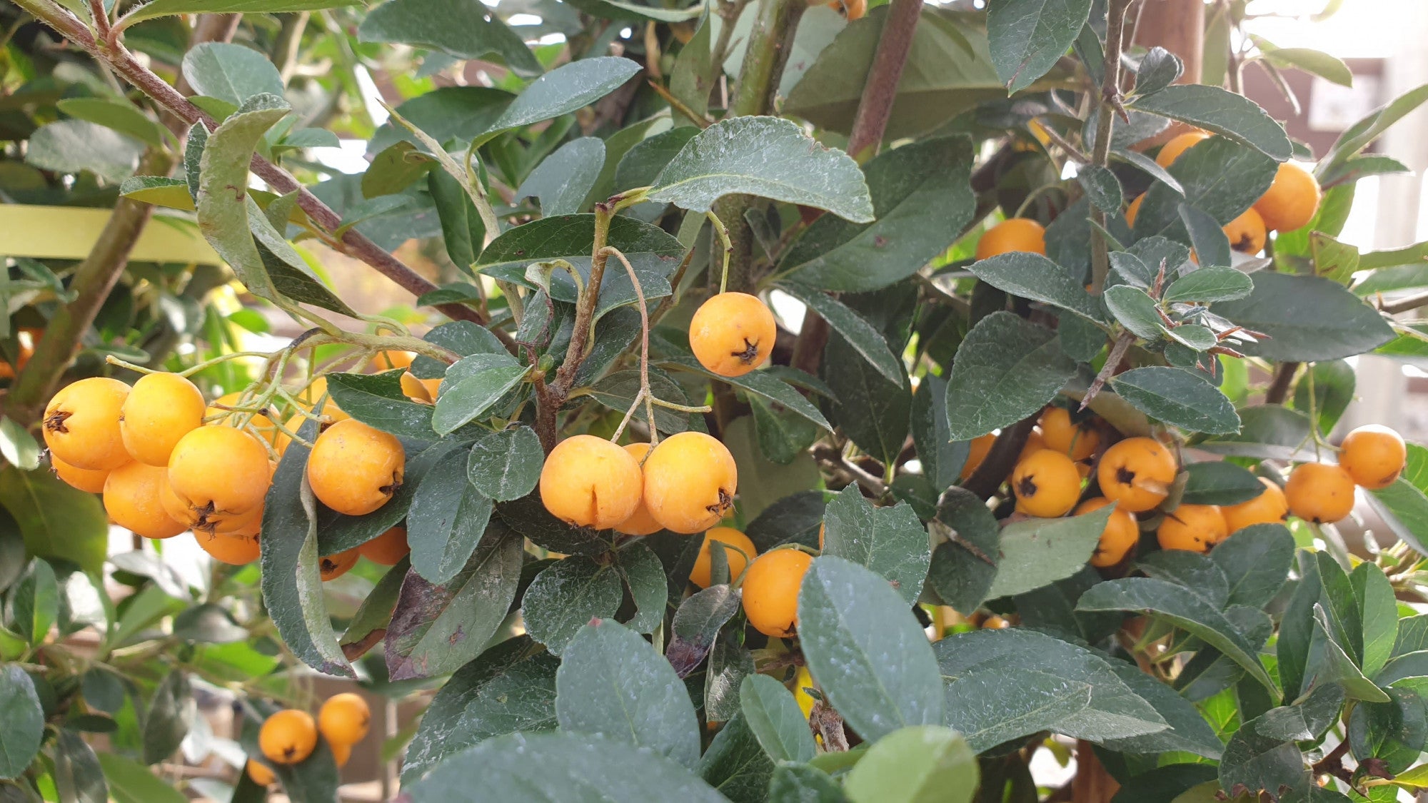 Pyracantha 'Soleil d'Or' (Feuerdorn 'Soleil d'Or')