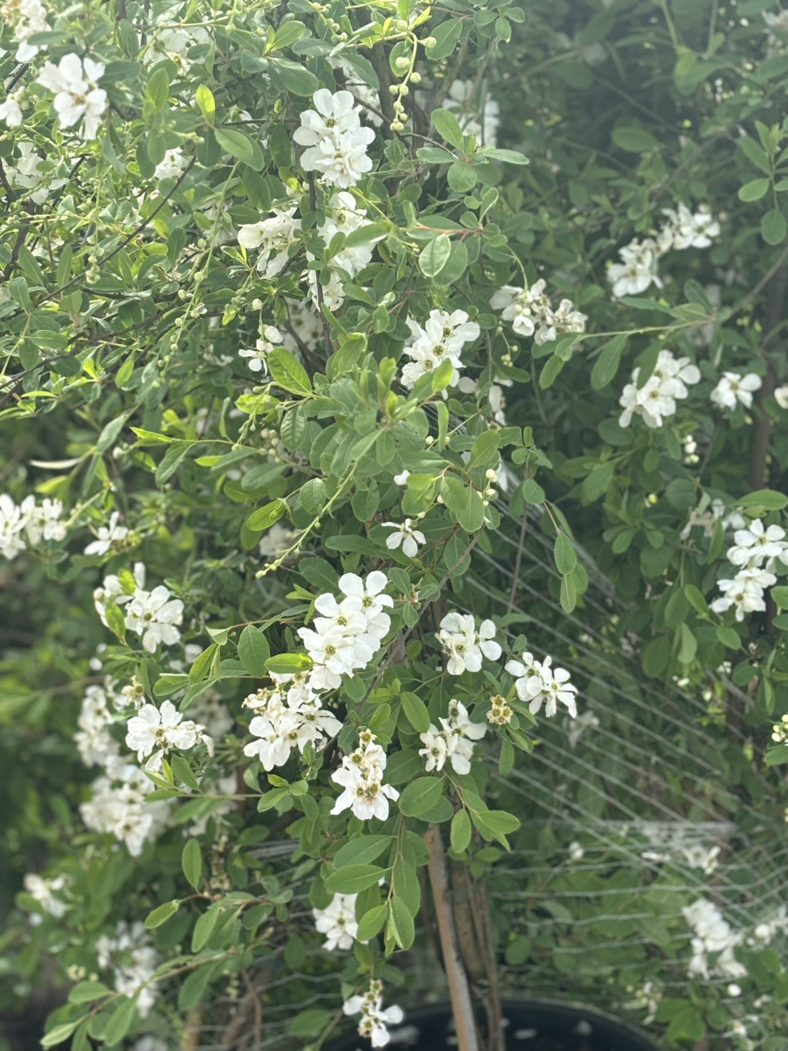 Sparrige Prunkspiere mit Blüte, verfügbar in 9 Größen und Varianten; Einsatz: Solitärgehölzwinterhart;;hier kaufen