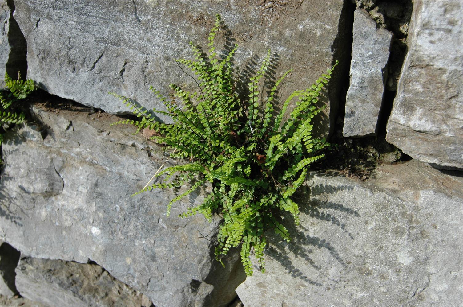 Asplenium trichomanes (Braunstieliger Streifenfarn)