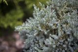 Juniperus virginiana 'Glauca'; hier mit Belaubung; winterhart; Einsatzmöglichkeit z.B. : Solitärgehölz; verfügbar in 16 Größen und Varianten;;ab 45,60 Euro