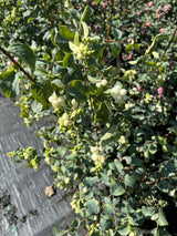 Synonym (alte Bezeichnung): Symphoricarpos racemosus mit Früchten; Einsatz: Zierstrauchfruchtschmuck;;ab 13,00 Euro