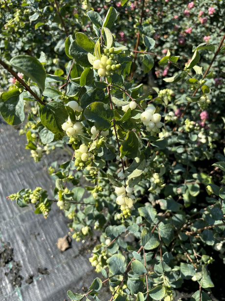 Roter Schneebeeren-Strauch; mit Früchten/Fruchtbehang; dekorativ; Einsatzmöglichkeit z.B. : Bienenweide;;mit zeitnaher Lieferung