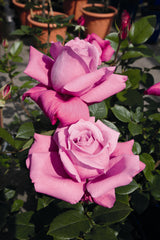 Rosa 'Blue Parfum' BT; hier mit Blüte; duftend; Einsatzmöglichkeit z.B. : Beete;;ab 11,10 Euro