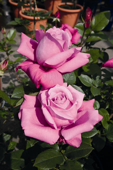 Rosa 'Blue Parfum' BT mit Blüte; Einsatz: ;;ab 8,10 Euro
