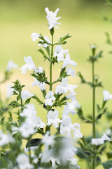 Calamintha nepeta 'Alba'; hier mit Blüte; winterhart; Einsatzmöglichkeit z.B. : Steingärten;;ab 0,00 Euro