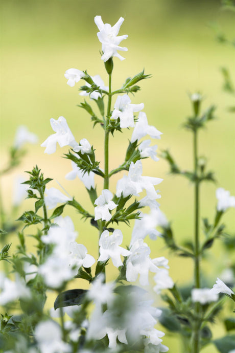 Calamintha nepeta 'Alba' mit Blüte; Einsatz: , ;;ab 4,06 Euro