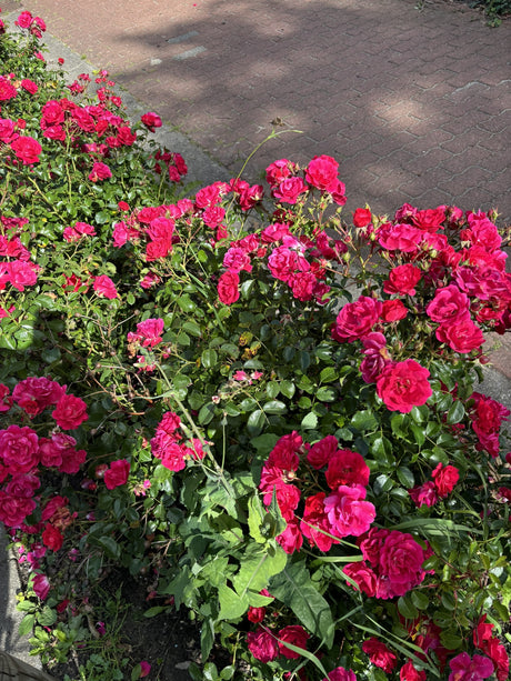 Rosa 'Heidefeuer' BDR mit Blüte; Einsatz: ;;ab 6,50 Euro
