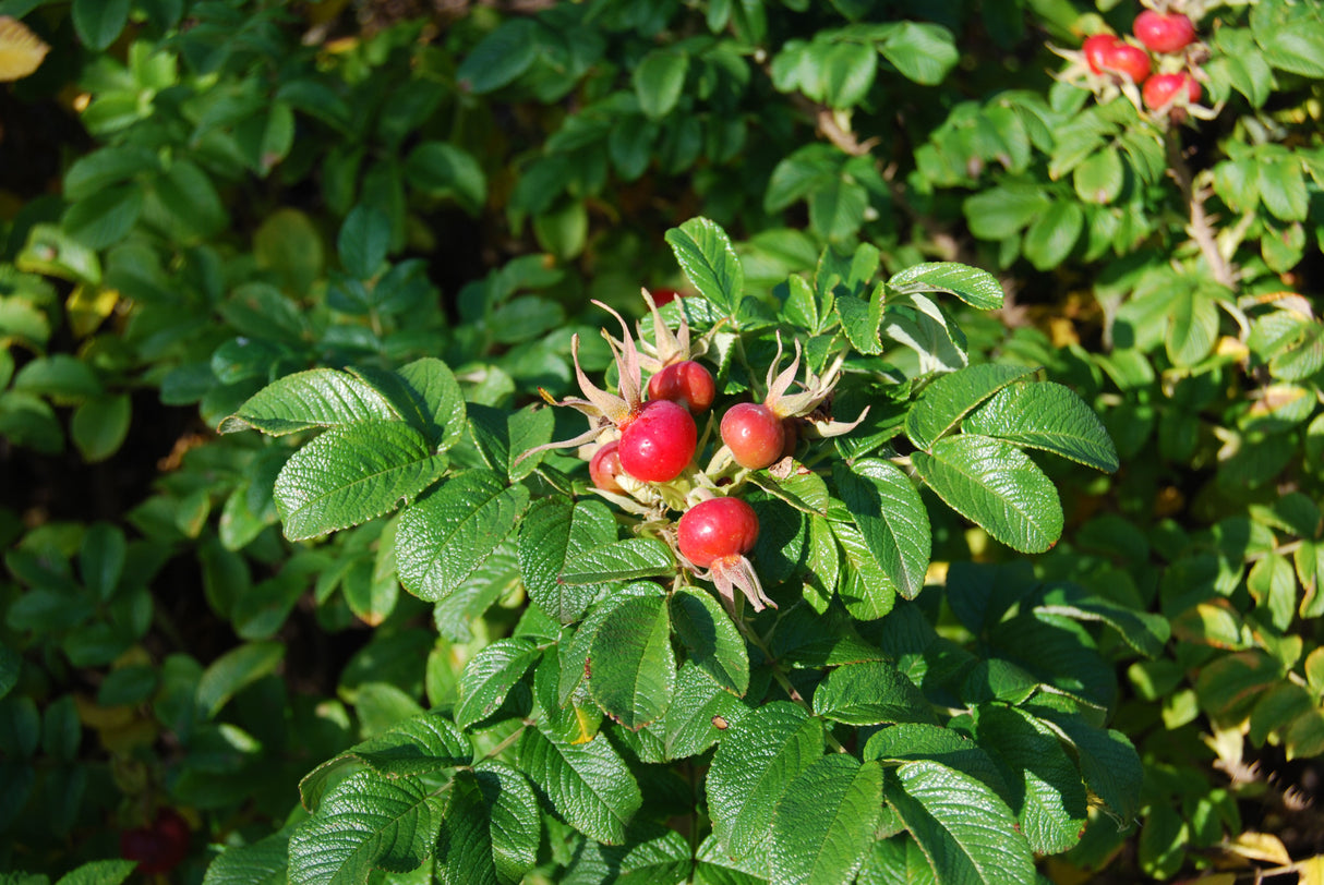 Kartoffelrose mit Früchten, erhältlich als: leichte Sträucher, verschulte Sträucher, Sämling; Einsatz: Bodendeckerrobust;;günstig mit Qualität