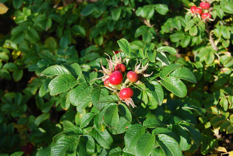 Kartoffelrose mit Früchten, erhältlich als: leichte Sträucher, verschulte Sträucher, Sämling; Einsatz: Bodendeckerrobust;;günstig mit Qualität
