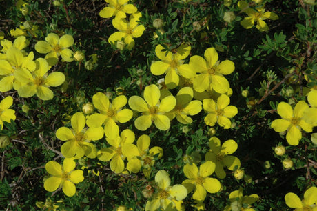 Potentilla fruticosa 'Klondike' , erhältlich als: pflegeleicht;;günstig mit Qualität