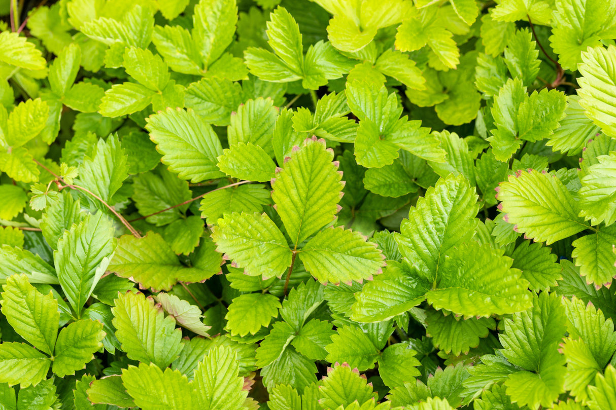 Garten-Monats-Erdbeere mit Belaubung; Einsatz: Bodendeckerrobust;;hier kaufen