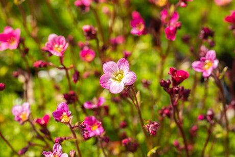 Saxifraga x arendsii 'Blütenteppich' mit Blüte; Einsatz: ;;ab 3,85 Euro